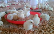 ۵۸۸ هزار قطعه مرغ گوشتی به ظرفیت شهرستان کرمان افزوده خواهد شد