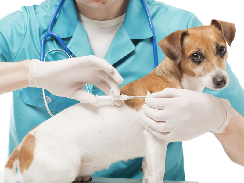 لزوم واکسیناسیون سگ های صاحب دار علیه بیماری هاری در شهرستان انار