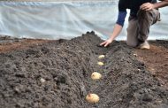 اختصاص بیش از ۵۰۰ هکتار مزارع شهرستان بردسیر به کشت سیب زمینی