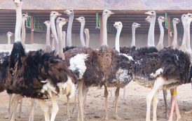 وجود ۲۰ واحد فعال پرورش شتر مرغ در شهرستان شهربابک