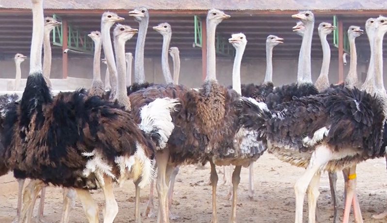وجود ۲۰ واحد فعال پرورش شتر مرغ در شهرستان شهربابک