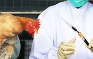 اقدامات پیشگیرانه برای کنترل آنفلوانزای فوق حاد پرندگان شدت می یابد