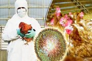 لزوم عقیم سازی کود مرغی جهت پیش گیری از بیماری انفلوانزای فوق حاد پرندگان