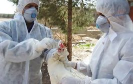 اجرای طرح ردیابی مولکولی آنفلوانزای فوق حاد پرندگان در استان