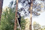 نهادینه‌شدن مهار آفت سوسک پوست‌خوار کاج در شهر کرمان