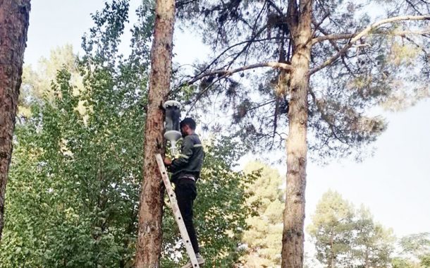 نهادینه‌شدن مهار آفت سوسک پوست‌خوار کاج در شهر کرمان