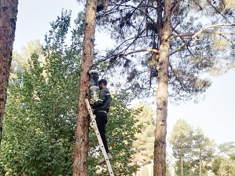 نهادینه‌شدن مهار آفت سوسک پوست‌خوار کاج در شهر کرمان