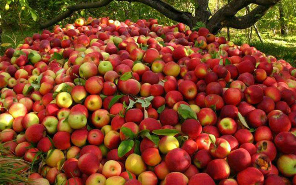 ۳۱۵۶ هکتار از باغات استان کرمان به محصول سیب اختصاص دارند