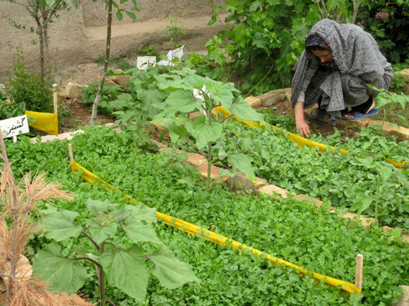 اجرای طرح باغچه های خانگی و بهبود تغذیه زنان روستایی در شهرستان انار
