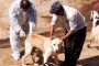 لزوم واکسیناسیون سگ های صاحب دار علیه بیماری هاری در شهرستان انار
