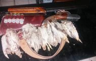 دستگیری متخلف شکار پرندگان وحشی در شهرستان کهنوج