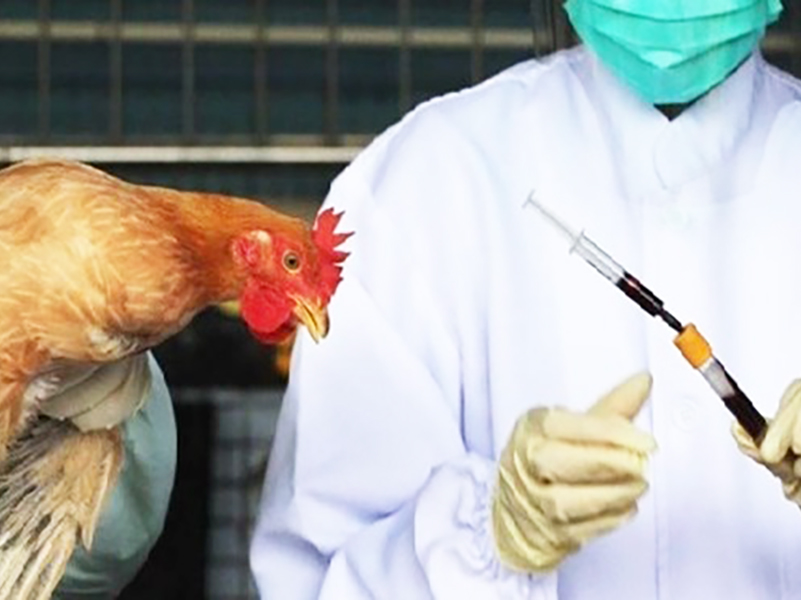 اقدامات پیشگیرانه برای کنترل آنفلوانزای فوق حاد پرندگان شدت می یابد