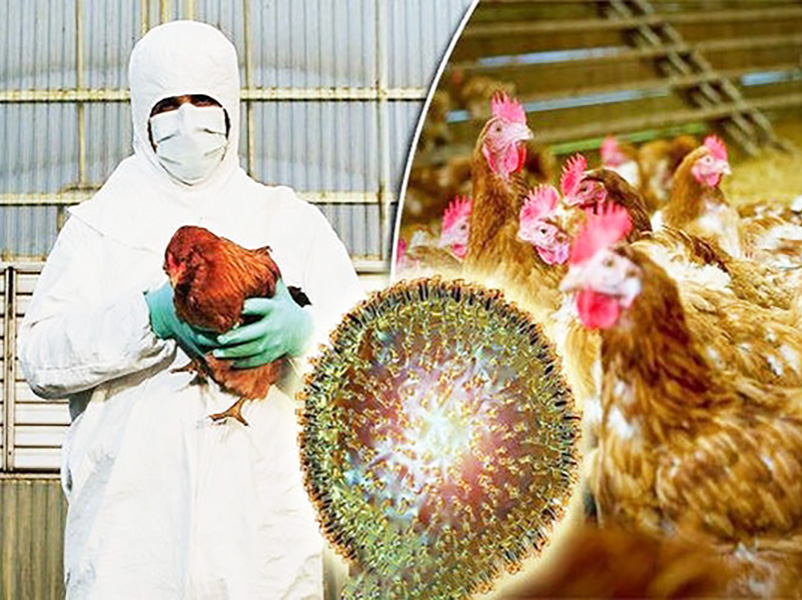 لزوم عقیم سازی کود مرغی جهت پیش گیری از بیماری انفلوانزای فوق حاد پرندگان
