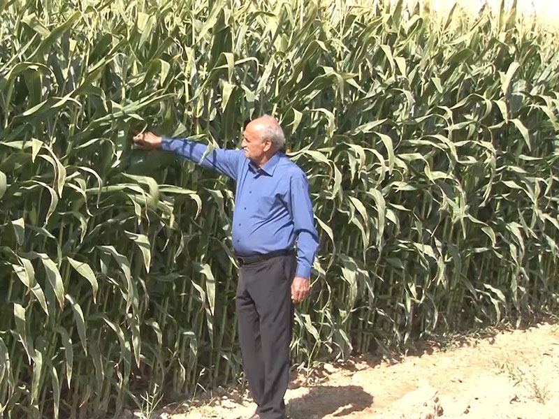 افزایش تولید ذرت دانه ای در کرمان