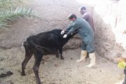 واکسیناسیون دام‌ علیه بیماری تب برفکی در کرمان