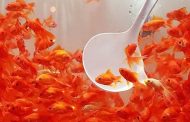 توصیه‌های بهداشتی دامپزشکی در مورد خرید و نگهداری ماهی قرمز