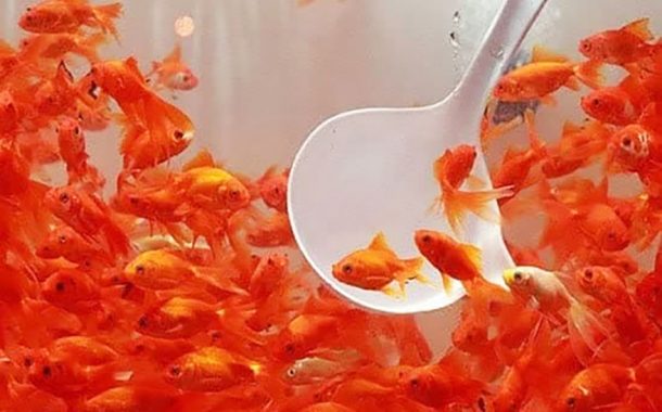 توصیه‌های بهداشتی دامپزشکی در مورد خرید و نگهداری ماهی قرمز