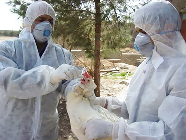 اجرای طرح ردیابی مولکولی آنفلوانزای فوق حاد پرندگان در استان