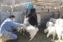 اجرای واکسیناسیون طاعون نشخوارکنندگان کوچک در استان
