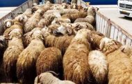 کشف ۲۵ راس گوسفند قاچاق در سیرجان