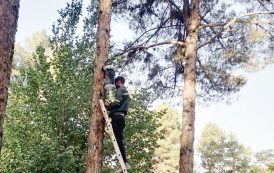نهادینه‌شدن مهار آفت سوسک پوست‌خوار کاج در شهر کرمان