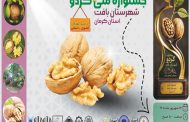 هفتمین جشنواره ملی گردو شهرستان بافت ۱۳ شهریور برگزار میشود
